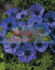 Copy of Blue Poppy.jpg